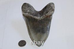 MEGALODON Shark Tooth NO Repair All Natural 5.47 HUGE MUSEUM QUALITY