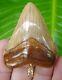 Megalodon Shark Tooth Necklace 2 & 1/4 Orange Juvenile Meg 14k Bale