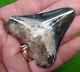 Megalodon Shark Tooth Necklace 2 & 3/4 In. Bone Valley Sterling Silver
