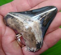 MEGALODON Shark Tooth Necklace 2 & 3/4 in. BONE VALLEY STERLING SILVER