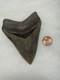 Megalodon Shark Tooth No Repair Natural 4.19 St Mary's River Ga Collector Grade