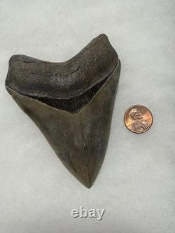 MEGALODON Shark Tooth No Repair Natural 4.19 St Mary's RIVER GA COLLECTOR GRADE