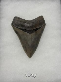MEGALODON Shark Tooth No Repair Natural 4.19 St Mary's RIVER GA COLLECTOR GRADE