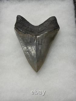 MEGALODON Shark Tooth No Repair Natural 4.19 St Mary's RIVER GA COLLECTOR GRADE