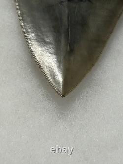 MEGALODON Shark Tooth No Repair Natural 4.19 St Mary's RIVER GA COLLECTOR GRADE