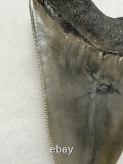 MEGALODON Shark Tooth No Repair Natural 4.19 St Mary's RIVER GA COLLECTOR GRADE