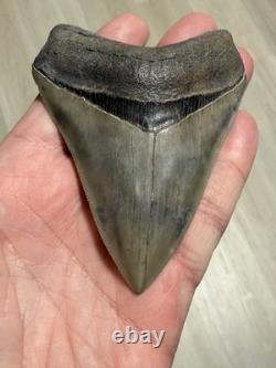 MEGALODON Shark Tooth No Repair Natural 4.19 St Mary's RIVER GA COLLECTOR GRADE