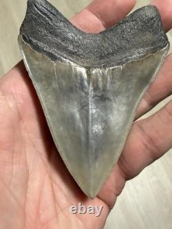 MEGALODON Shark Tooth No Repair Natural 4.19 St Mary's RIVER GA COLLECTOR GRADE