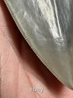 MEGALODON Shark Tooth No Repair Natural 4.19 St Mary's RIVER GA COLLECTOR GRADE