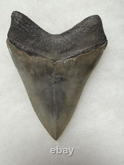 MEGALODON Shark Tooth No Repair Natural 4.19 St Mary's RIVER GA COLLECTOR GRADE