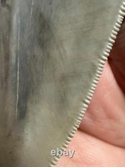 MEGALODON Shark Tooth No Repair Natural 4.19 St Mary's RIVER GA COLLECTOR GRADE