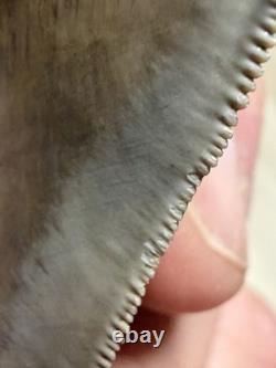 MEGALODON Shark Tooth No Repair Natural 4.19 St Mary's RIVER GA COLLECTOR GRADE