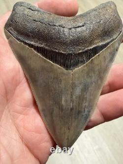 MEGALODON Shark Tooth No Repair Natural 4.19 St Mary's RIVER GA COLLECTOR GRADE