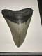 Megalodon Shark Tooth No Repair Natural 4.75 Huge Museum Quality Amesome Tooth