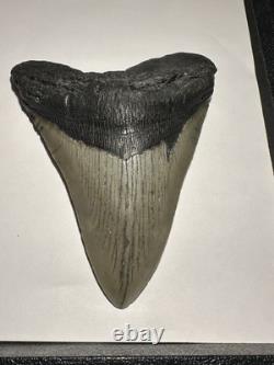 MEGALODON Shark Tooth No Repair Natural 4.75 HUGE MUSEUM QUALITY AMESOME TOOTH
