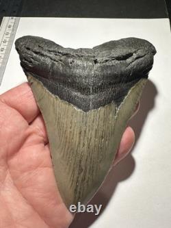 MEGALODON Shark Tooth No Repair Natural 4.75 HUGE MUSEUM QUALITY AMESOME TOOTH