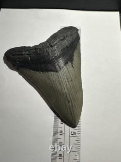 MEGALODON Shark Tooth No Repair Natural 4.75 HUGE MUSEUM QUALITY AMESOME TOOTH