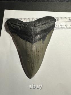 MEGALODON Shark Tooth No Repair Natural 4.75 HUGE MUSEUM QUALITY AMESOME TOOTH