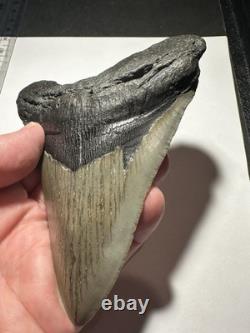 MEGALODON Shark Tooth No Repair Natural 4.75 HUGE MUSEUM QUALITY AMESOME TOOTH