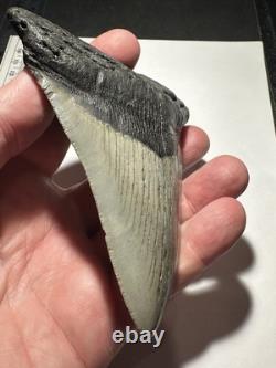 MEGALODON Shark Tooth No Repair Natural 4.75 HUGE MUSEUM QUALITY AMESOME TOOTH