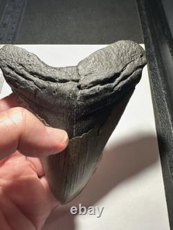 MEGALODON Shark Tooth No Repair Natural 4.75 HUGE MUSEUM QUALITY AMESOME TOOTH