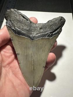MEGALODON Shark Tooth No Repair Natural 4.75 HUGE MUSEUM QUALITY AMESOME TOOTH