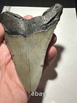 MEGALODON Shark Tooth No Repair Natural 4.75 HUGE MUSEUM QUALITY AMESOME TOOTH