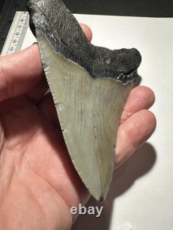 MEGALODON Shark Tooth No Repair Natural 4.75 HUGE MUSEUM QUALITY AMESOME TOOTH