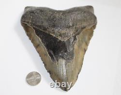 MEGALODON Shark Tooth No Repair Natural 6.22 HUGE BEAUTIFUL TOOTH