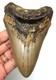 Megalodon Shark Tooth Real Fossil 4.37 Big Shark Teeth No Restoration Natural