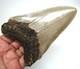 Megalodon Shark Tooth Real Fossil 4.37 No Restorations Shark Teeth Natural