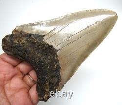 MEGALODON Shark tooth Real Fossil 4.37 NO Restorations Shark teeth Natural