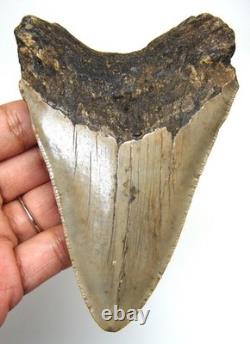 MEGALODON Shark tooth Real Fossil 4.37 NO Restorations Shark teeth Natural