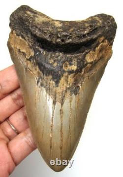 MEGALODON Shark tooth Real Fossil 4.37 NO Restorations Shark teeth Natural