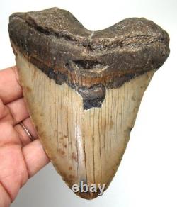 MEGALODON Shark tooth Real Fossil 4.51- Big Meg Shark teeth No Restorations