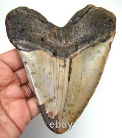 MEGALODON Shark tooth Real Fossil 4.51- Big Meg Shark teeth No Restorations