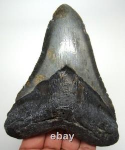 MEGALODON Shark tooth Real Fossil 4.75 Big Shark teeth No Repairs Natural