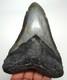 Megalodon Shark Tooth Real Fossil 4.75 Big Shark Teeth No Repairs Natural