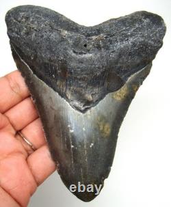 MEGALODON Shark tooth Real Fossil 4.75 Big Shark teeth No Repairs Natural