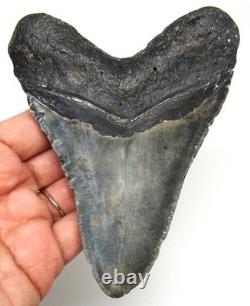 MEGALODON Shark tooth Real Fossil 4.75 Big Shark teeth No Repairs Natural