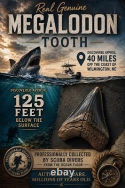 MEGALODON Shark tooth Real Fossil 4.75 Big Shark teeth No Repairs Natural