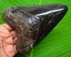 Megalodon Shark Tooth Real Fossil 4.93 Shark Teeth Meg No Restorations