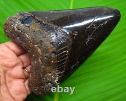MEGALODON Shark tooth Real Fossil 4.93 Shark teeth Meg NO RESTORATIONS