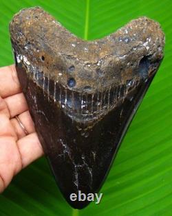MEGALODON Shark tooth Real Fossil 4.93 Shark teeth Meg NO RESTORATIONS