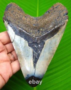 MEGALODON Shark tooth Real Fossil 4.93 Shark teeth Meg NO RESTORATIONS