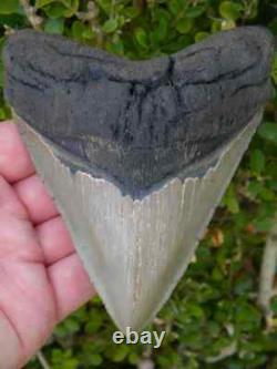 MEGALODON TOOTH Fossil Shark 5.40 Huge Beautiful Tooth