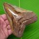 Megalodon Tooth Real Fossil 5 & 7/16 With Display Stand No Restorations