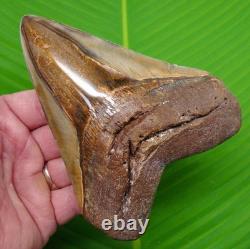 MEGALODON TOOTH Real Fossil 5 & 7/16 with DISPLAY STAND NO Restorations