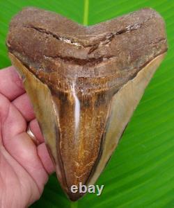 MEGALODON TOOTH Real Fossil 5 & 7/16 with DISPLAY STAND NO Restorations