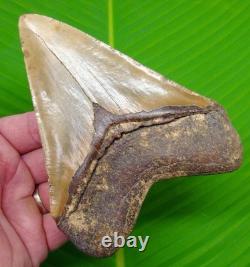 MEGALODON TOOTH Real Fossil 5 & 7/16 with DISPLAY STAND NO Restorations